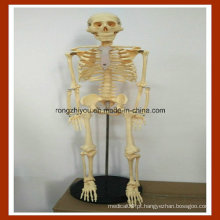 Modelo de Esqueleto de Anatomia Humana de 85cm para Educação
